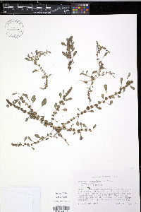 Amaranthus tuberculatus image