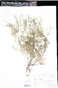 Scandix pecten-veneris image