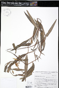 Rhabdadenia ragonesei image