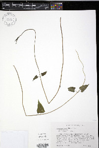 Cynanchum laeve image