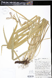 Iris fulva image