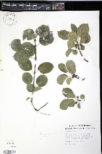 Rhamnus cathartica image