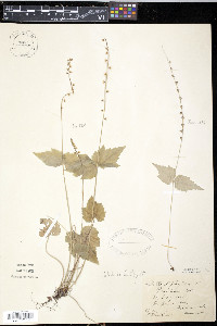 Mitella diphylla image
