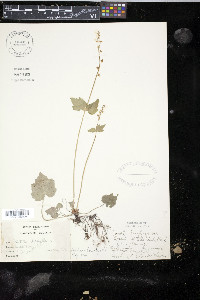 Mitella diphylla image