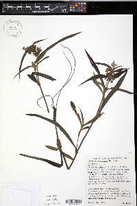 Tradescantia subaspera image