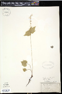 Mitella diphylla image