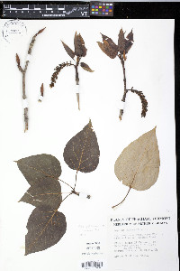 Populus balsamifera image