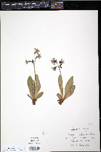Primula parryi image