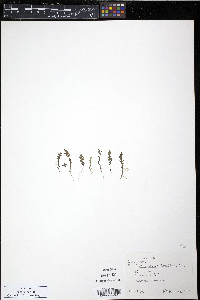 Elatine minima image
