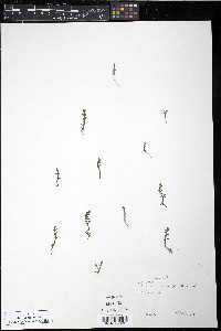Elatine minima image