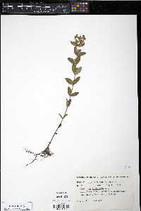 Hypericum ellipticum image