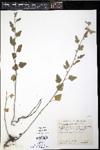 Sphaeralcea laxa image