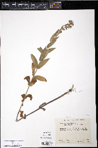 Stachys pilosa image