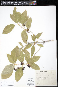 Lonicera involucrata image