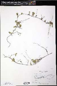 Linnaea borealis image