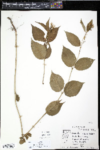 Diervilla lonicera image