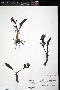 Lagotis glauca image