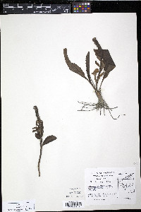 Lagotis glauca image