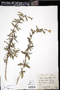 Diplacus aurantiacus image