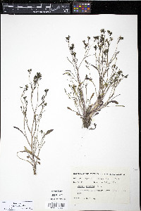 Crepis elegans image