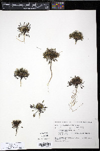 Crepis nana image