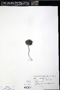 Crepis nana image