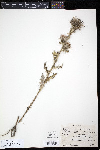 Cirsium discolor image