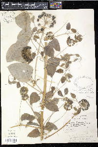 Smilax herbacea image