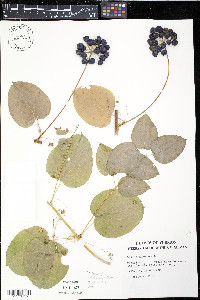 Smilax herbacea image
