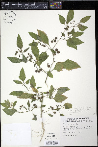 Solanum nigrum image