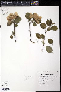 Malus sylvestris image
