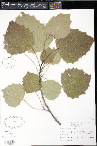Populus grandidentata image