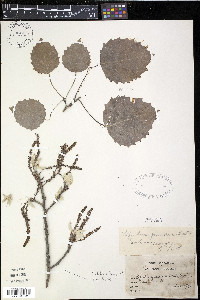 Populus grandidentata image
