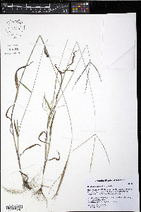 Digitaria ciliaris image