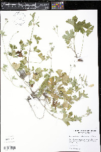 Geranium thunbergii image