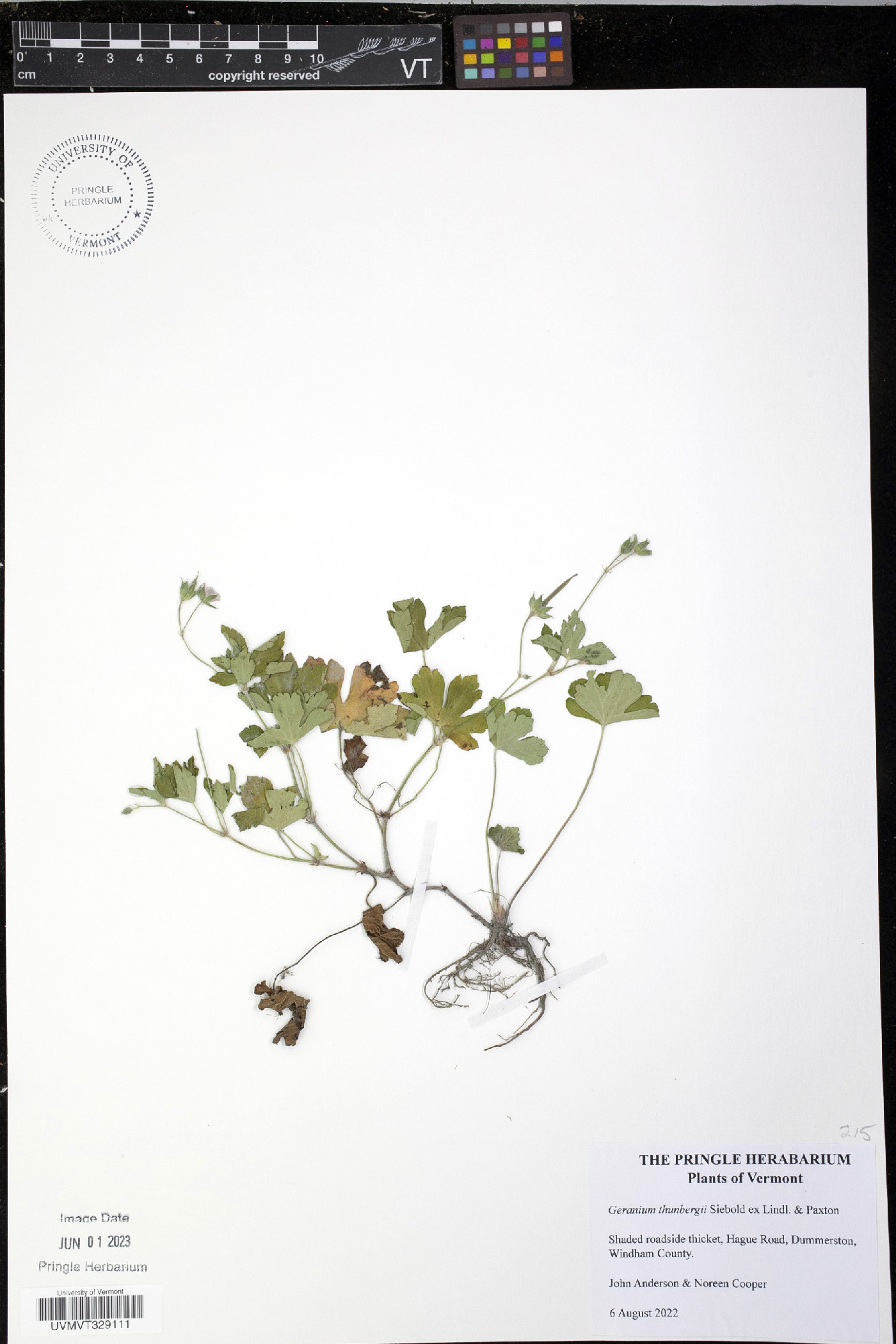 Geranium thunbergii image