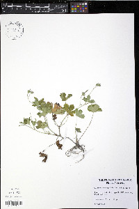 Geranium thunbergii image