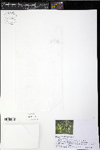 Wolffia brasiliensis image