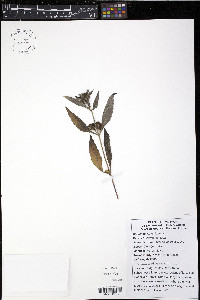 Bidens tripartita image