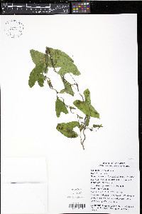 Calystegia silvatica image