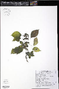Pilea fontana image