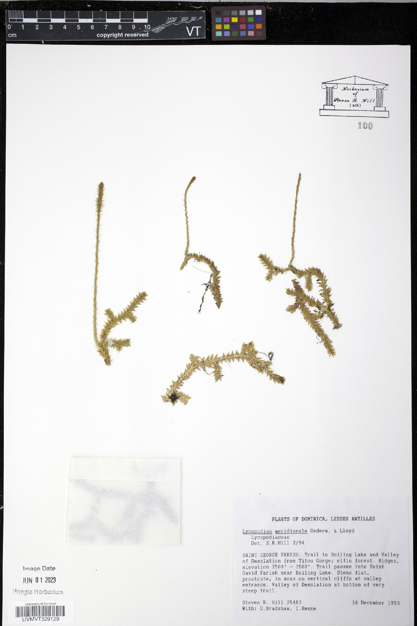 Lycopodium meridionale image