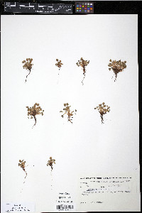 Saxifraga rivularis image