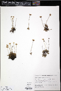 Saxifraga serpyllifolia image