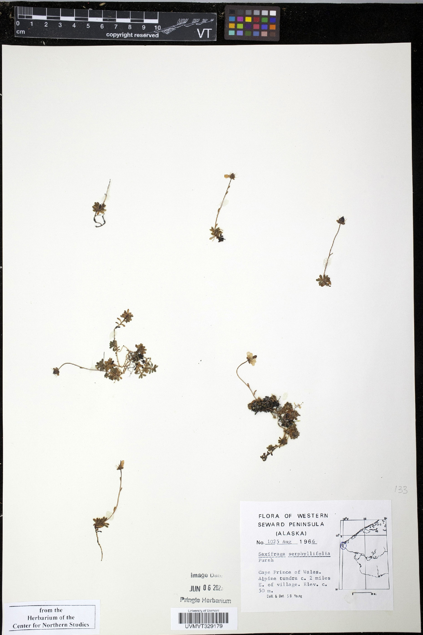 Saxifraga serpyllifolia image