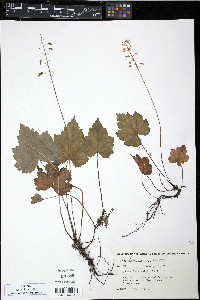 Tiarella cordifolia image