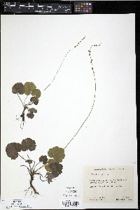 Mitella nuda image