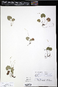 Mitella nuda image