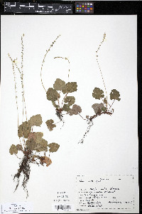 Mitella ovalis image