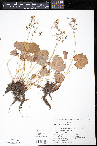 Saxifraga mertensiana image